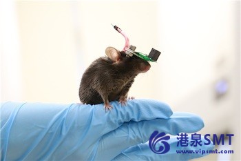 1g超声系统用于自由运动小鼠脑刺激